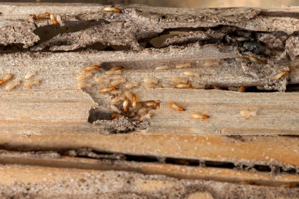 Best Pest Inspection Near Me  in Williamsport, OH